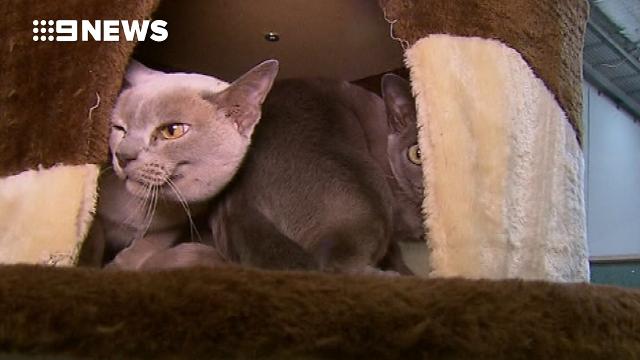 Flea spray left cats ‘frothing at the mouth’ 9News