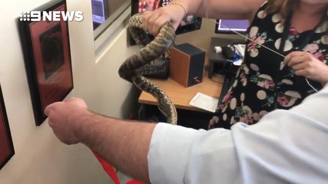 9NEWS cameraman finds snake hiding on his desk - 9News